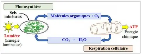 Libération de l'énergie emmagasinée dans la matière organique